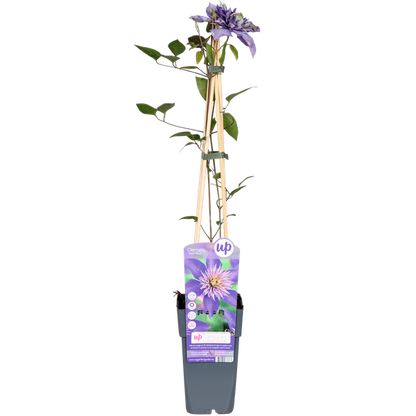 Clematis Multi Blue - Clematis Blauw - Ø15cm - ↕65cm