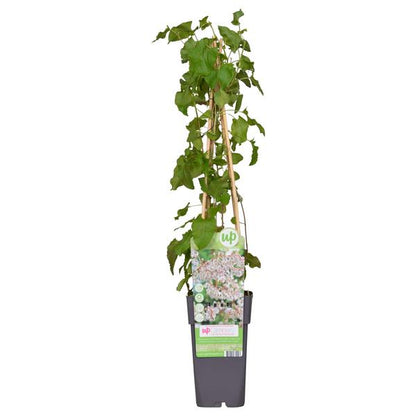 Fallopia baldschuanica - Bruidsluier - Ø15cm - ↕65cm