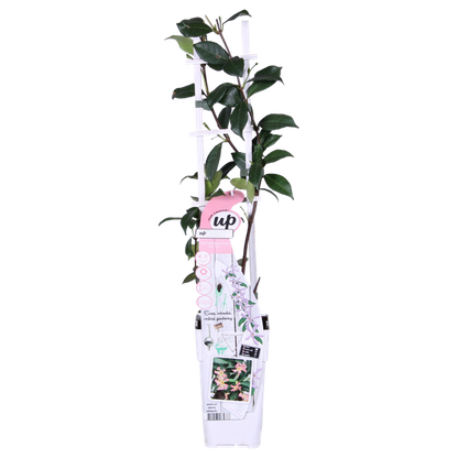 2x - Trachelospermum 'Star of Ibiza' - ↨65cm - Ø15