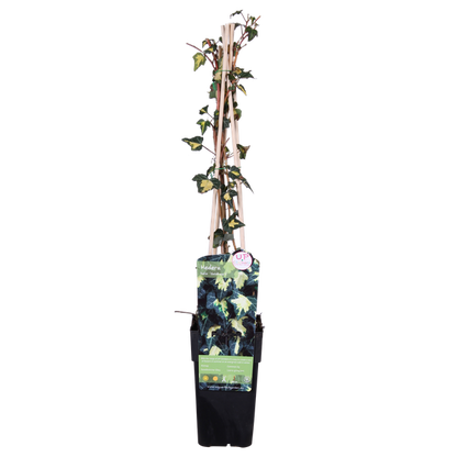 Hedera helix 'Goldheart' - Ø15cm - ↕65cm