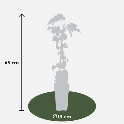 Fallopia baldschuanica - Bruidsluier - Ø15cm - ↕65cm