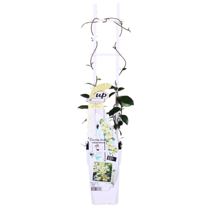 2x - Trachelospermum 'Star of Toscana' - ↨65cm - Ø15