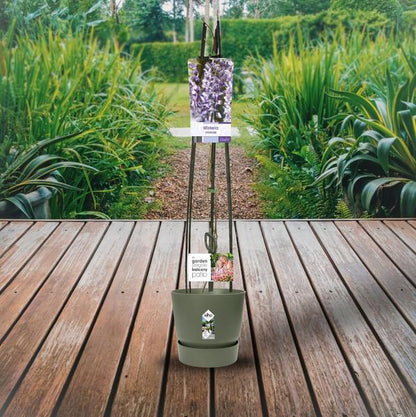 Wisteria Sinensis +light Label - Ø23cm - ↕115cm