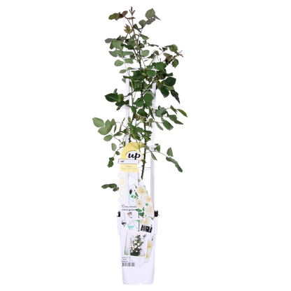 Rosa Crazy in love 'Vanilla' - Creme Roos - Ø15cm - ↕65cm