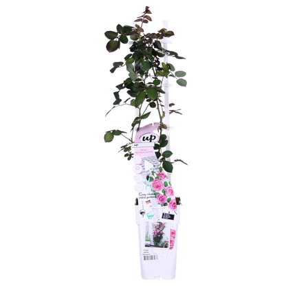 Rosa Crazy in love 'Pink' - Roze Roos - Ø15cm - ↕65cm