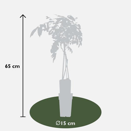 2x Wisteria sinensis 'Prolific' - ↨65cm - Ø15
