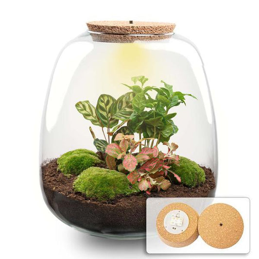 Plantenterrarium - Emma - DIY-pakket - ↑ 25 cm - Ø 23 cm - Coffea Rood + LED