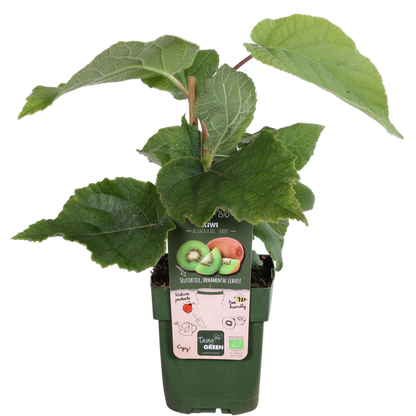 Actinidia delciosioa 'Jenny' - Kiwi - Ø13cm - ↕45cm