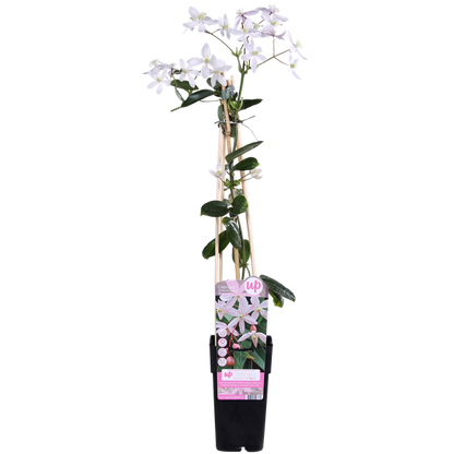 Clematis armandii Apple Blossom - Groenblijvende Clematis Lichtroze - Ø15cm - ↕65cm