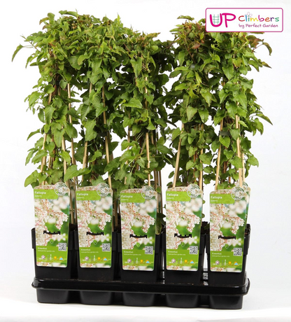 Fallopia baldschuanica - Bruidsluier - Ø15cm - ↕65cm