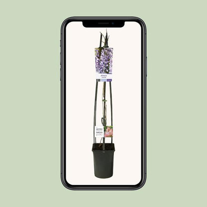Wisteria Sinensis +light Label - Ø23cm - ↕115cm
