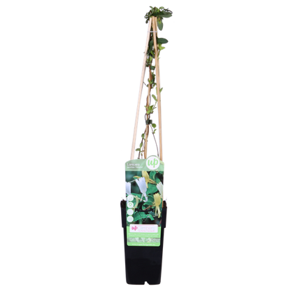 Lonicera japonica 'Halliana' - Ø15cm - ↕65cm