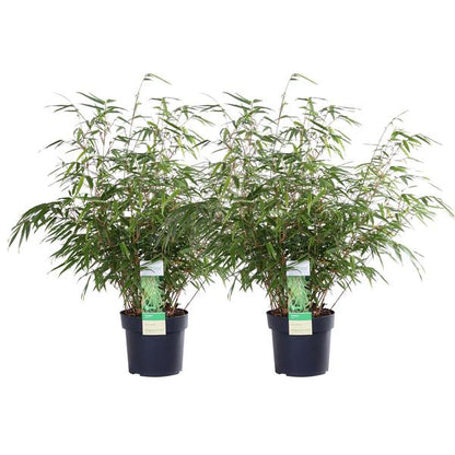 2x Fargesia rufa - ↨60cm - Ø19