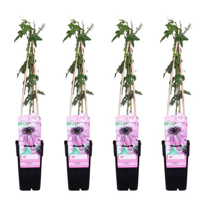 4x - Passiflora 'Purple Haze' - ↨65cm - Ø15