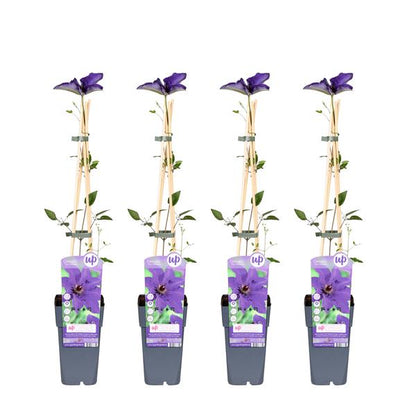 4x - Clematis The President - ↨65cm - Ø15