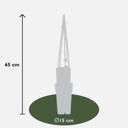 4x - Clematis The President - ↨65cm - Ø15