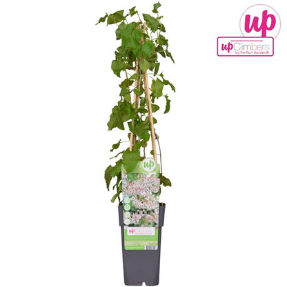 Fallopia baldschuanica - Bruidsluier - Ø15cm - ↕65cm