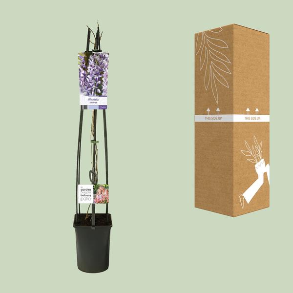 Wisteria Sinensis +light Label - Ø23cm - ↕115cm