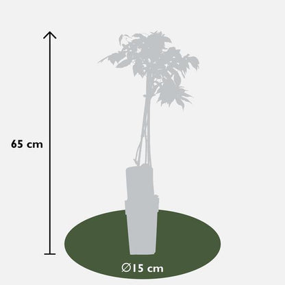Wisteria floribunda Alba - Witte regen - Ø15cm - ↕65cm