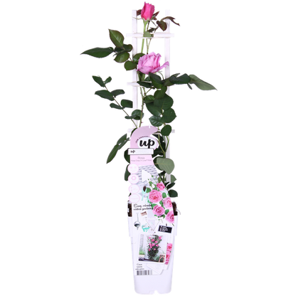 Rosa Crazy in love 'Pink' - Roze Roos - Ø15cm - ↕65cm